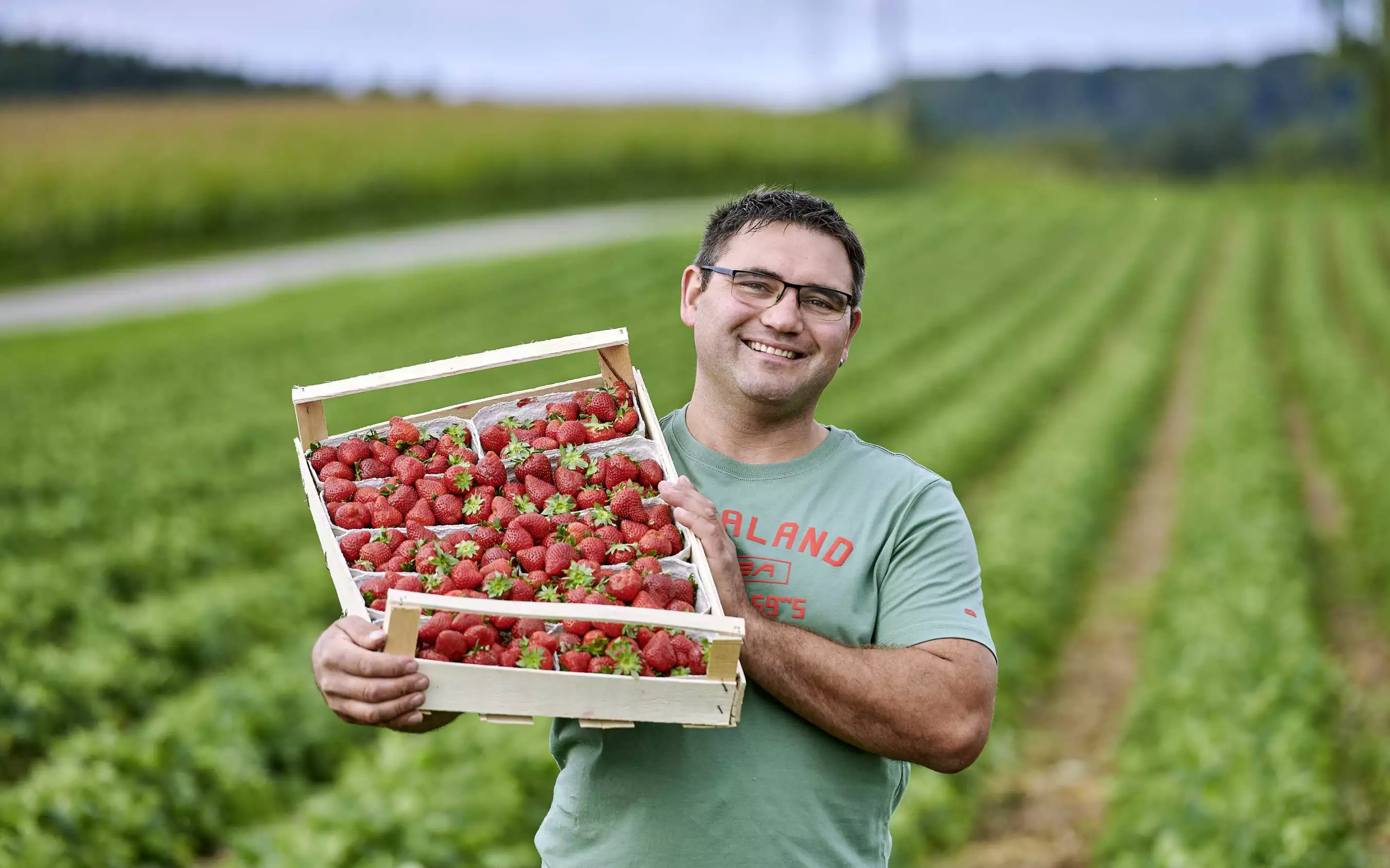 Hausner Erdbeeren Selbstpflücker Felder